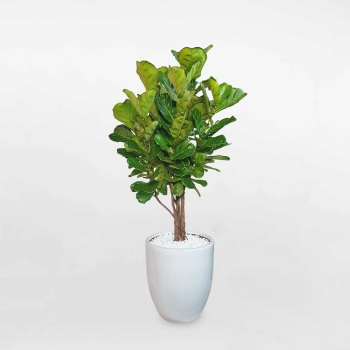 Cây bàng Singapore lớn